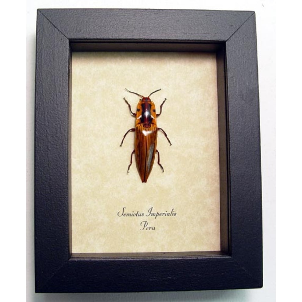 Semiotus imperialis Click Beetle Framed Taxidermy Display