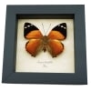 Smyrna blomfildia Blomfild's Beauty Butterfly Framed Taxidermy Display