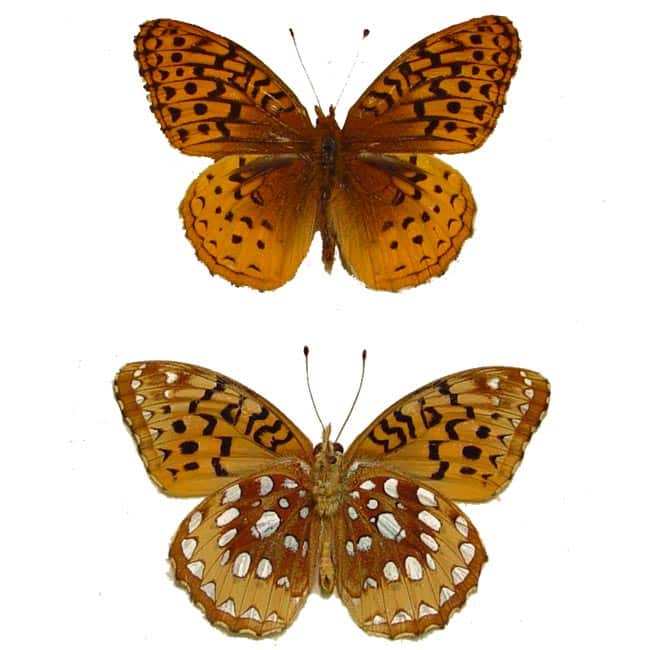 Speyeria Cybele Pair Butterflies Great Spangled Fritillary Butterfly