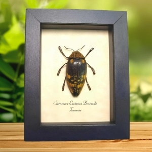 African Wood Boring Beetle Sternocera castanea boucardii Framed Taxidermy Display