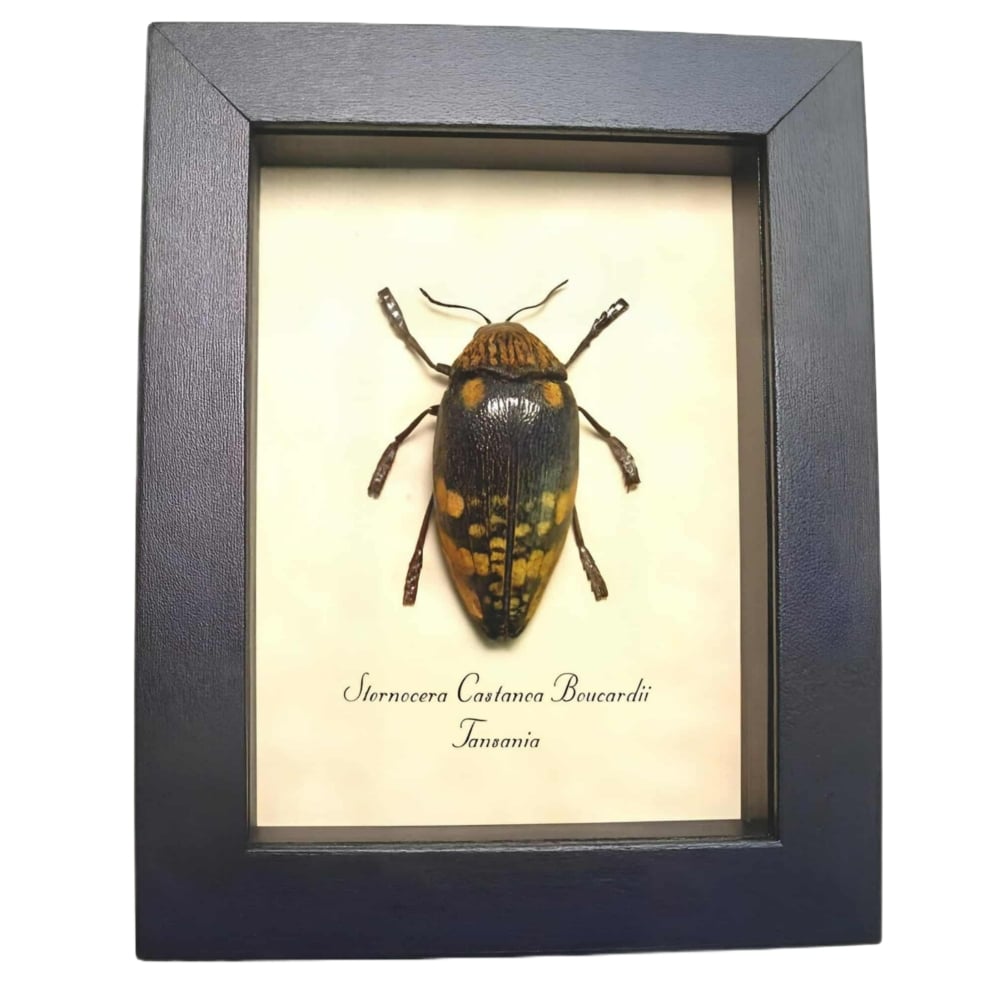 African Wood Boring Beetle Sternocera castanea boucardii Framed Taxidermy Display