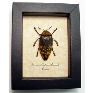 Sternocera castanea boucardii African Wood Boring Beetle Framed Taxidermy Display