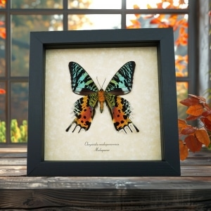 Sunset Moth Verso Framed Urania Rhipheus Madagascar Day Flying Moths