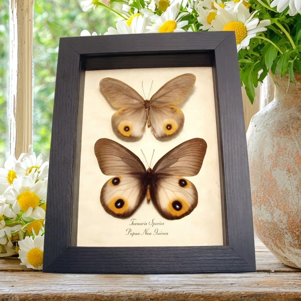 Real Framed Taenaris Butterflies Colorful Eyespots Butterfly Taxidermy Display
