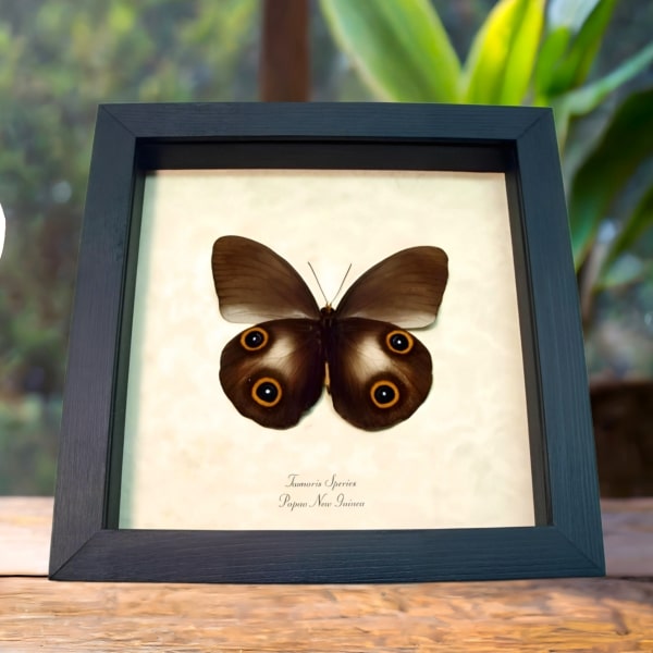 Framed Butterfly Colorful Eyespots Taenaris Verso Taxidermy Display