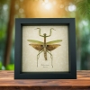 Tenodera sinensis Mottled Praying Mantis Framed Insect Taxidermy Display
