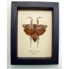 Theopompa servillei Praying Mantis Framed Insect Taxidermy Display