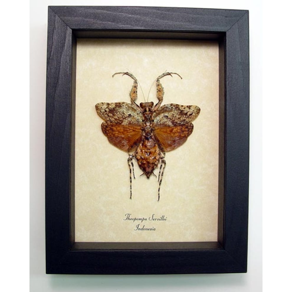 Theopompa servillei Praying Mantis Framed Insect Taxidermy Display
