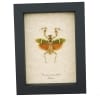 Banded Flower Mantis Theopropus elegans Orange Preying Mantis Framed Insect Taxidermy Display
