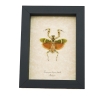 Banded Flower Mantis Theopropus elegans Orange Preying Mantis Framed Insect Taxidermy Display