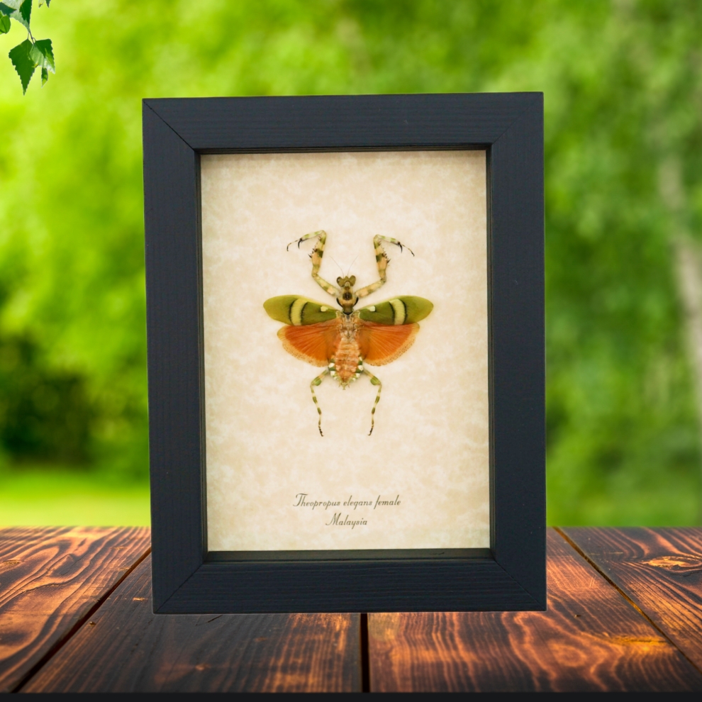 Banded Flower Mantis Theopropus elegans Orange Preying Mantis Framed Insect Taxidermy Display
