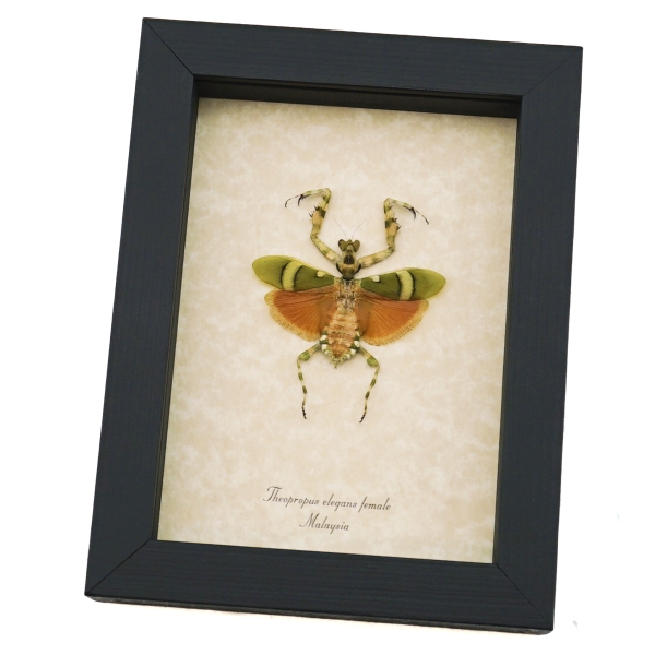 Banded Flower Mantis Theopropus elegans Orange Preying Mantis Framed Insect Taxidermy Display