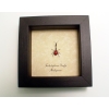 Giraffe Weevil Trachelophorus giraffa Male Madagascar Beetle Framed Taxidermy