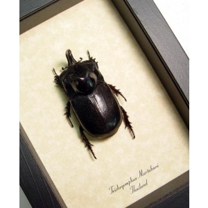 Trichogomphus martabani Rhino Beetle Framed Taxidermy Display