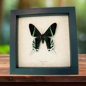 Real Framed Moth Green Banded Urania leilus Taxidermy Display