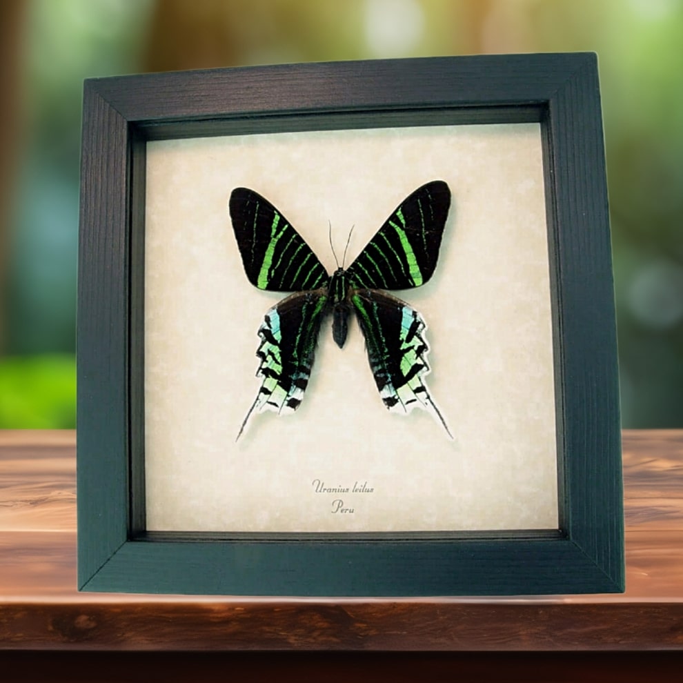Real Framed Moth Green Banded Urania leilus Taxidermy Display Real Framed Moth Green Banded Urania leilus Taxidermy Display