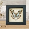 Green Malachite Butterfly Real Framed Victorina stelenes Taxidermy Display