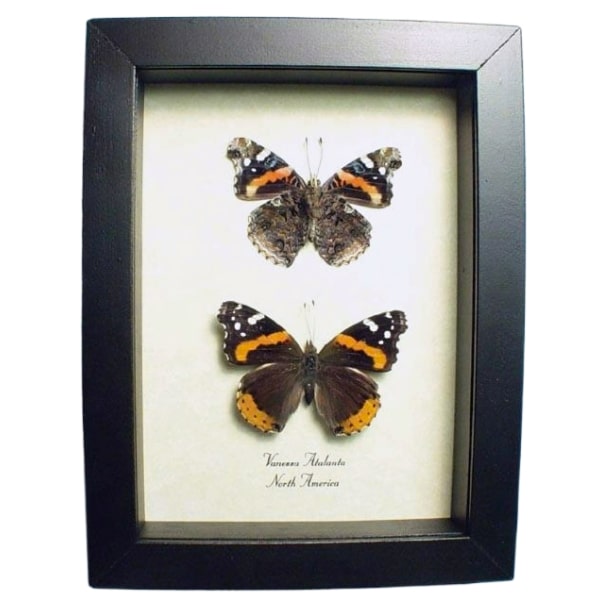 Red Admiral Butterflies Vanessa atalanta Pair Framed Taxidermy Display