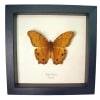 Golden Cruiser Butterfly Vindula arsinoe Framed Taxidermy Display