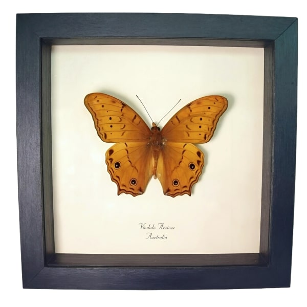 Golden Cruiser Butterfly Vindula arsinoe Framed Taxidermy Display