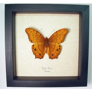Vindula arsinoe Golden Cruiser Butterfly Framed Taxidermy Display