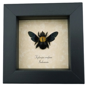 Xylocopa confusa Gold Carpenter Bee Framed Insect Taxidermy Display