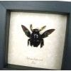 Xylocopa latipes Male Rainbow Bee Real Framed Taxidermy