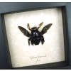 Xylocopa latipes Male Rainbow Bee Real Framed Taxidermy