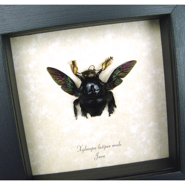 Xylocopa latipes Male Rainbow Bee Real Framed Taxidermy