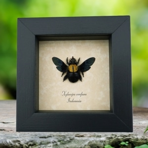 Xylocopa confusa Gold Carpenter Bee Framed Insect Taxidermy Display