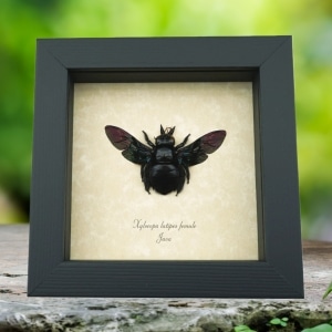 Xylocopa latipes Female Rainbow Bee Real Framed Taxidermy Display