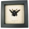 Xylocopa latipes Male Rainbow Bee Real Framed Taxidermy