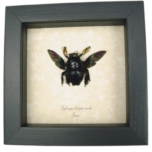 Xylocopa latipes Male Rainbow Bee Real Framed Taxidermy