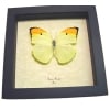 Yellow Brimstone Butterfly Anteos menippe Framed Taxidermy Display