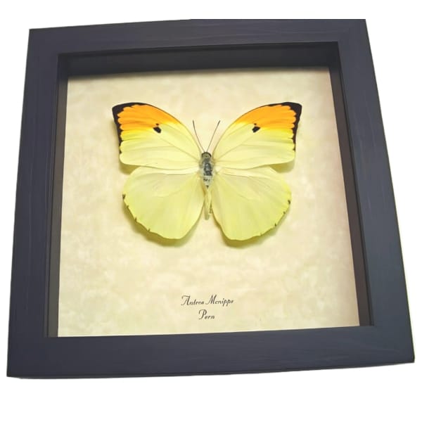 Yellow Brimstone Butterfly Anteos menippe Framed Taxidermy Display