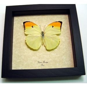 Anteos menippe Yellow Brimstone Butterfly Framed Taxidermy Display
