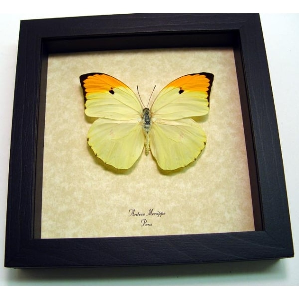 Anteos menippe Yellow Brimstone Butterfly Framed Taxidermy Display Anteos menippe Yellow Brimstone Butterfly Framed Taxidermy Display