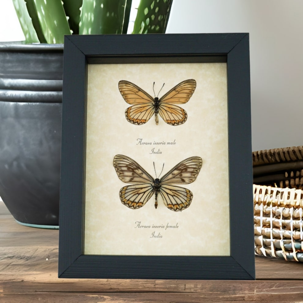 Acraea issoria Pair Butterfly Framed Basket Weave Butterflies Taxidermy Display