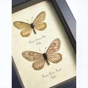 Acraea issoria Pair Butterfly Framed Basket Weave Butterflies Taxidermy Display