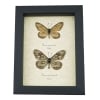 Acraea issoria Pair Butterfly Framed Basket Weave Butterflies Taxidermy Display