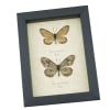 Acraea issoria Pair Butterfly Framed Basket Weave Butterflies Taxidermy Display