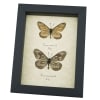 Acraea issoria Pair Butterfly Framed Basket Weave Butterflies Taxidermy Display