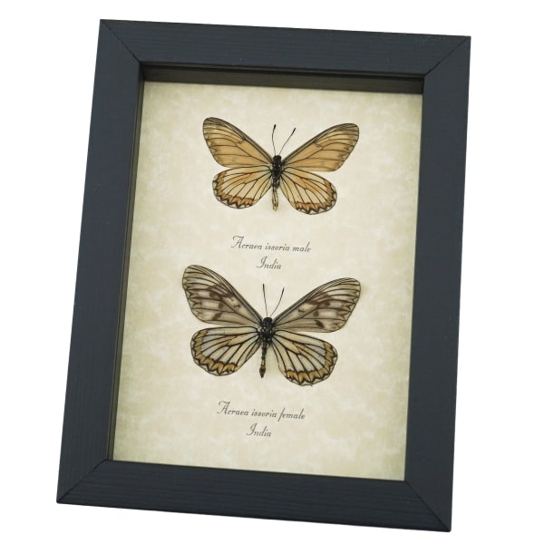 Acraea issoria Pair Butterfly Framed Basket Weave Butterflies Taxidermy Display