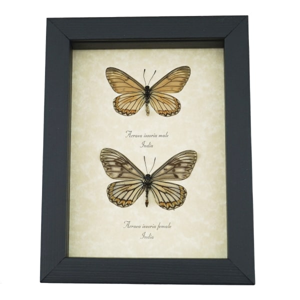 Acraea issoria Pair Butterfly Framed Basket Weave Butterflies Taxidermy Display