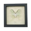Real Luna Moth Framed Actias luna Insect Taxidermy Museum Art Display