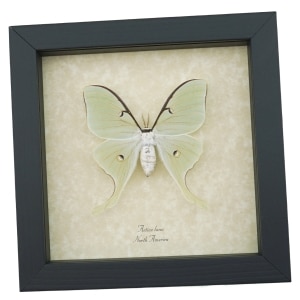 Real Luna Moth Framed Actias luna Insect Taxidermy Museum Art Display