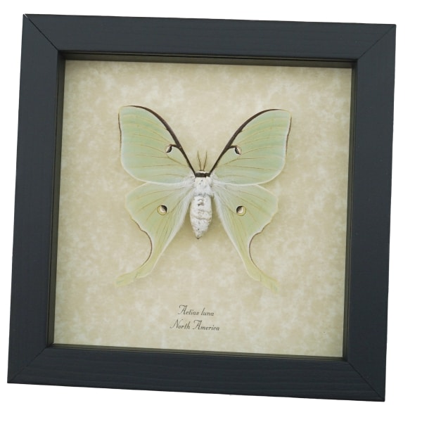 Real Luna Moth Framed Actias luna Insect Taxidermy Museum Art Display