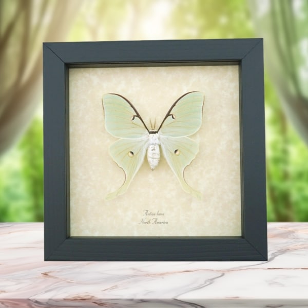 Real Luna Moth Framed Actias luna Insect Taxidermy Museum Art Display