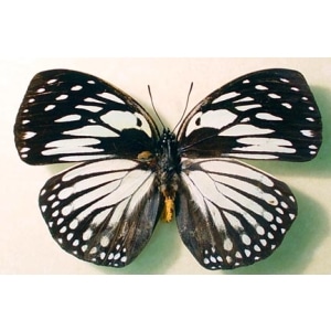 Euxanthe crossleyi Forest Queen Butterfly Framed Taxidermy Display