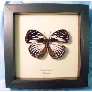 Euxanthe crossleyi Forest Queen Butterfly Framed Taxidermy Display